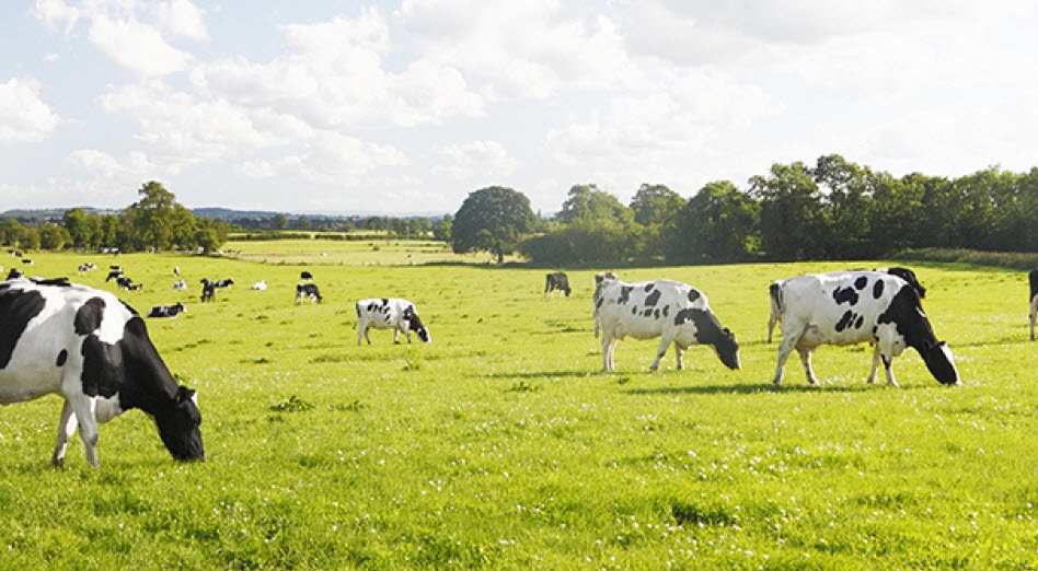 Livestock Loans