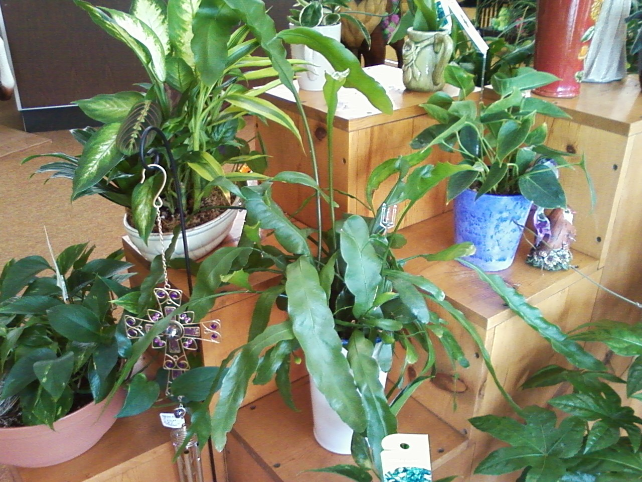 Live Plants