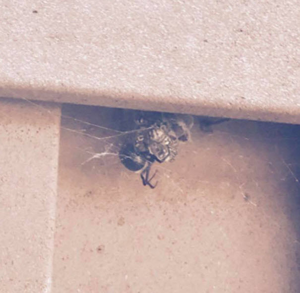  Wasps