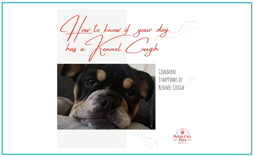 How to Know if Your Dog has a Kennel Cough