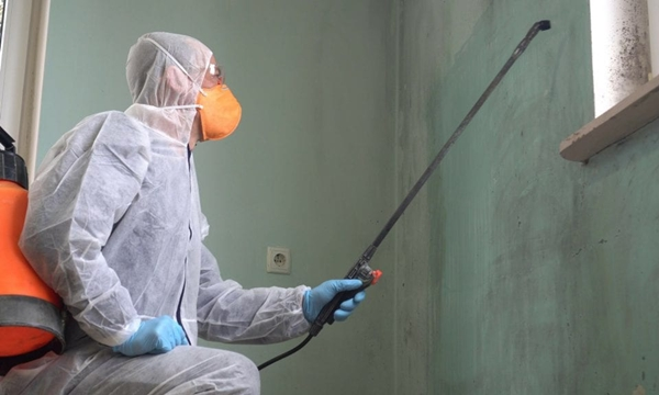 Mold Remediation