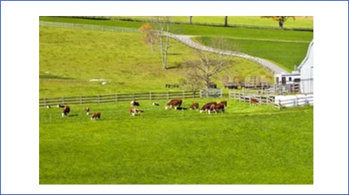 Farm