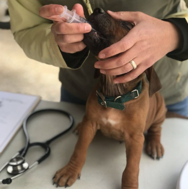 Small Animal