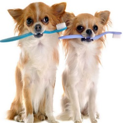 Helping Your Animal Companions with Lasting Good Health and Well-