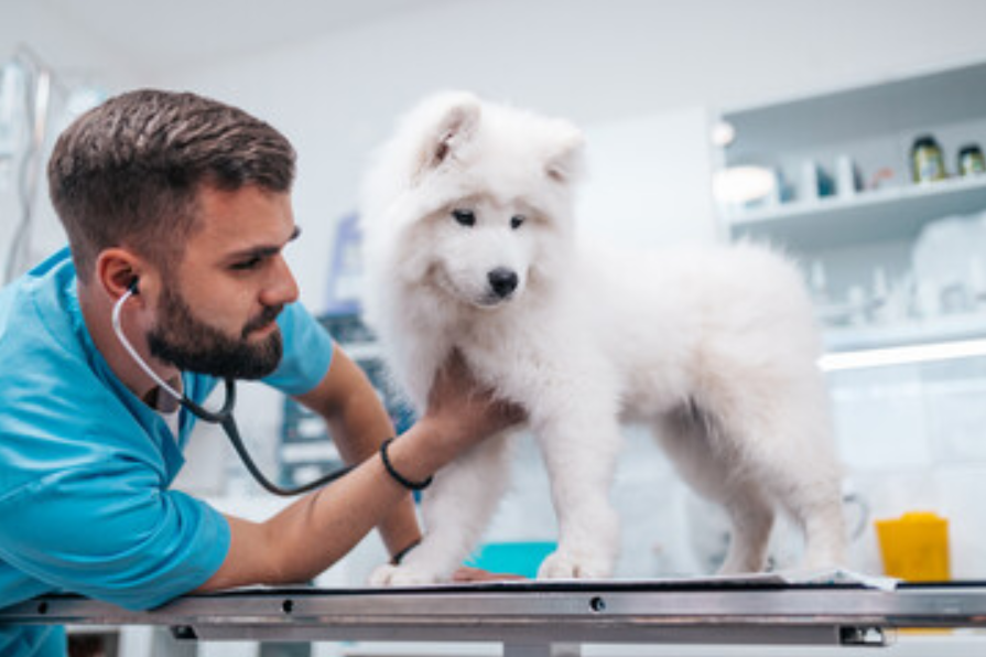 Pet Health Insurance