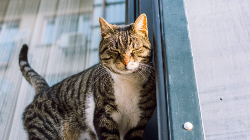 Pet Emergency Information