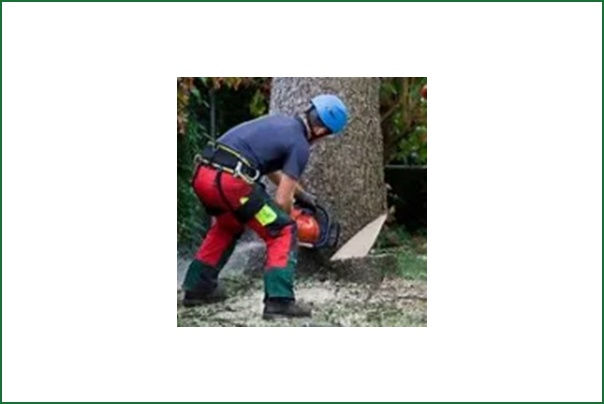 Tree Removal