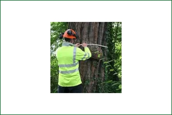 Tree Risk Assessment