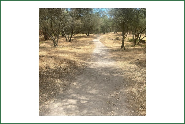 Land Clearing