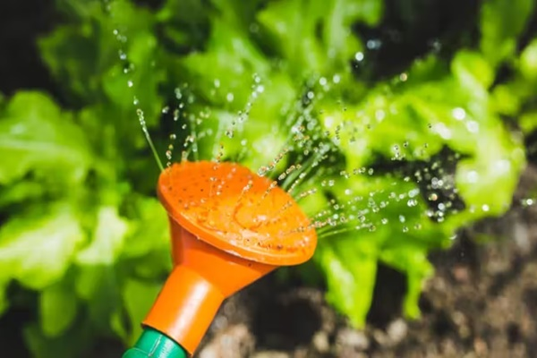 Water Efficient Landscape Garden