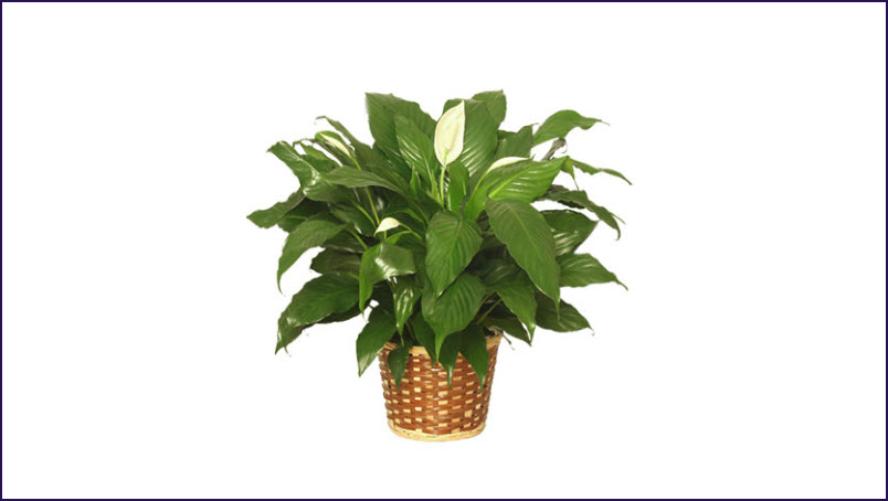 Plants