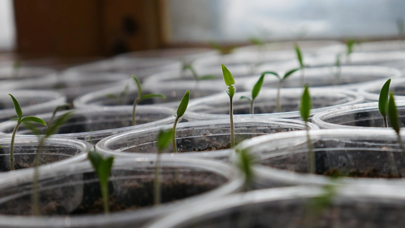 Greenhouse