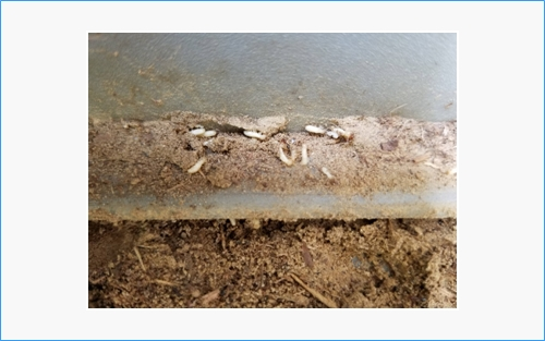 Termite/WDI (Wood Destroying Insect) Inspections