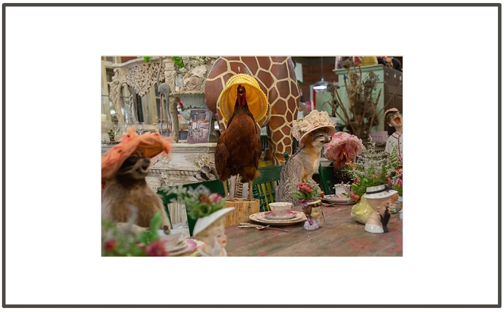Animals and Specimens