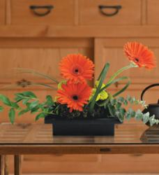 Teleflora's Zen Gerbera Bowl