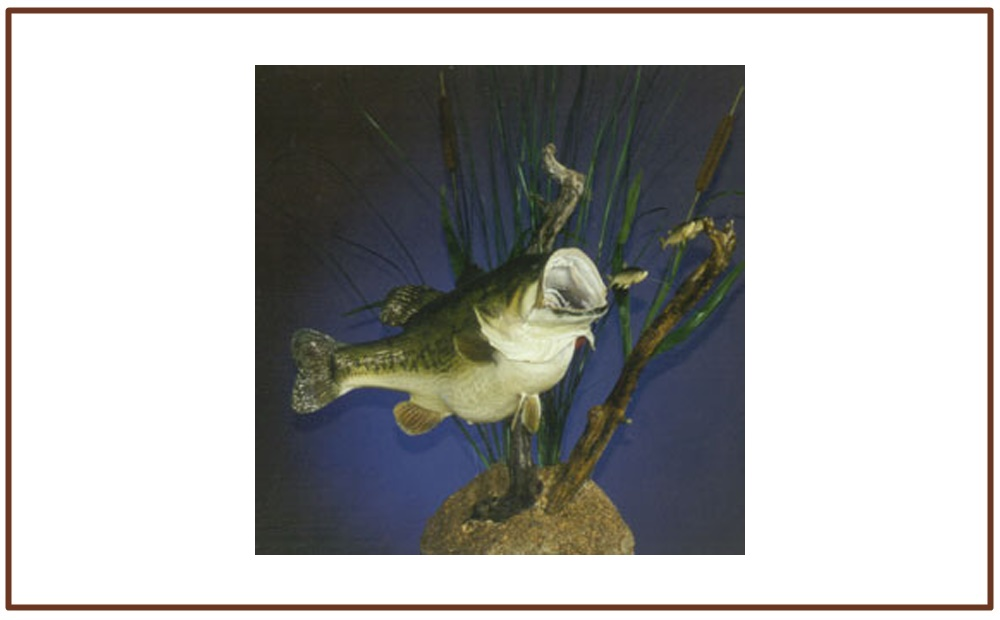 Fish
