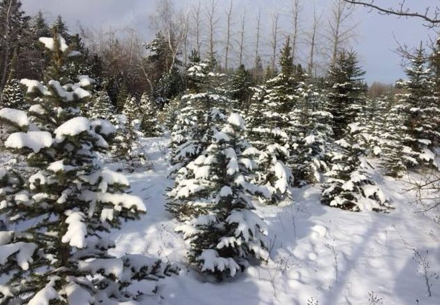 Christmas Tree Farm