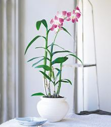 Dendrobium Orchid