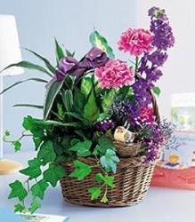Garden Comforts