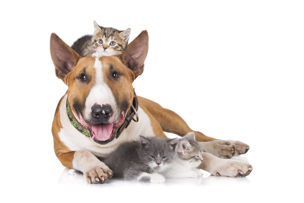 Fix/Spay Your Pet