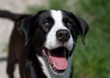 Adopt a Dog