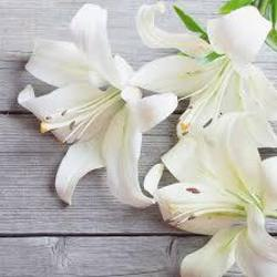 Flowers & Gifts