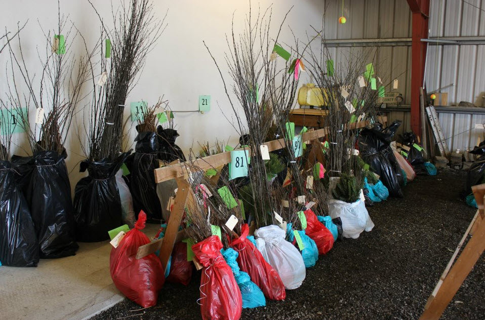 Tree Sale