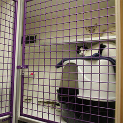 Cat Boarding