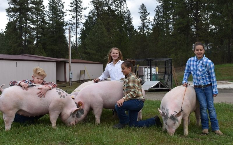 Raising Livestock