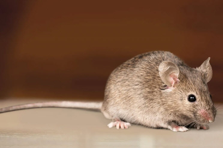 Mice