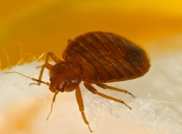 Bedbugs