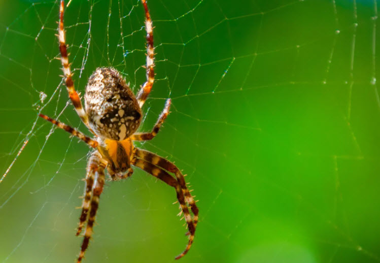 Spiders