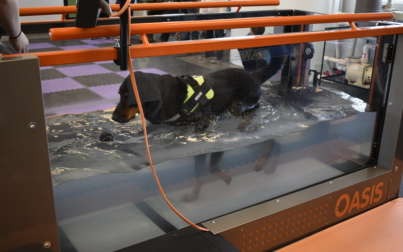 Underwater Treadmill