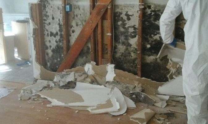 Mold Remediation Services