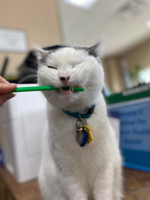 Dental Care