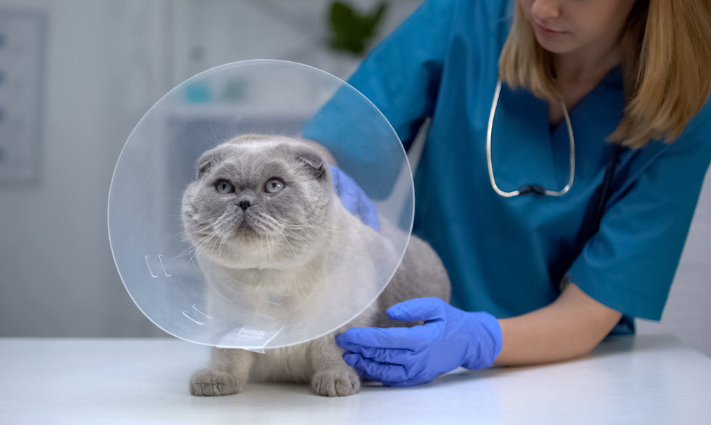 Services For Companion Animals