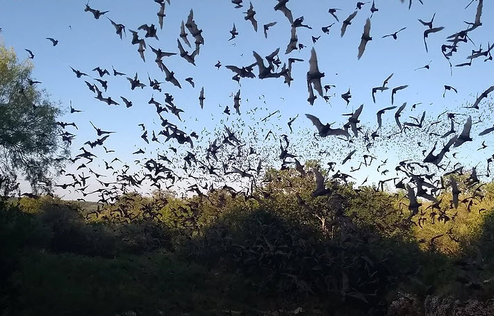  Eckert James River Bat Cave Preserve