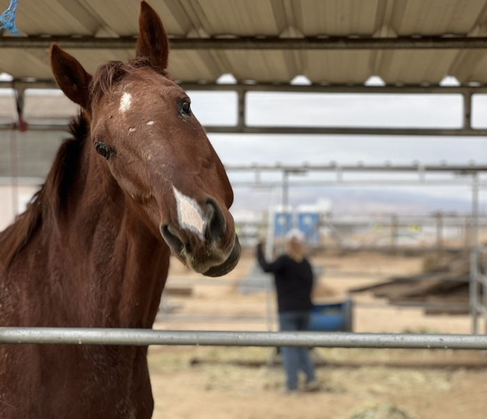 Sanctuary Horses