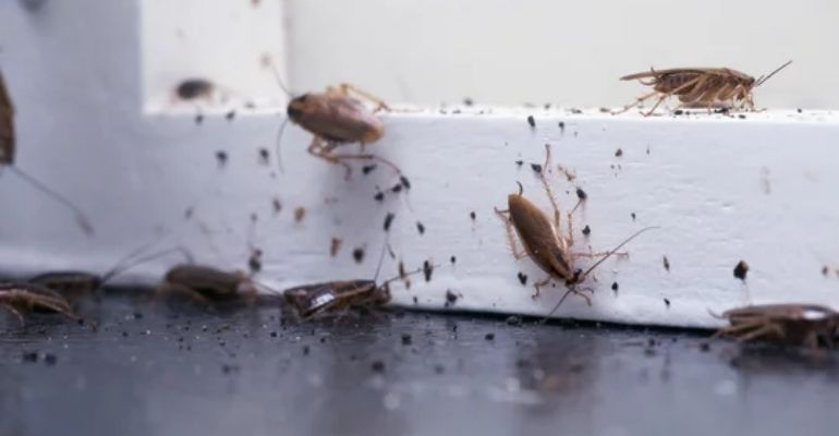 Insects Reports