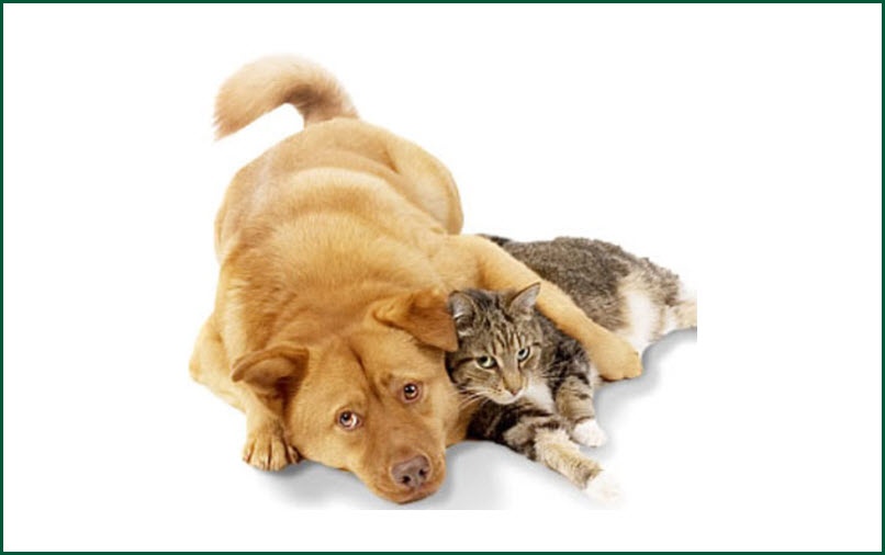  Pet Odors