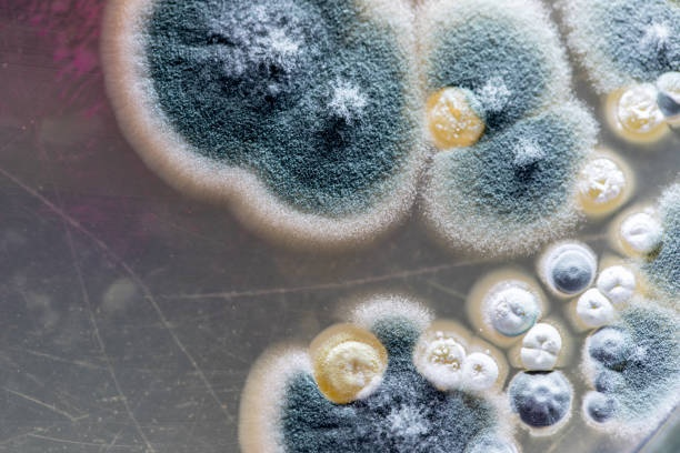 Mold Removal and Remediation