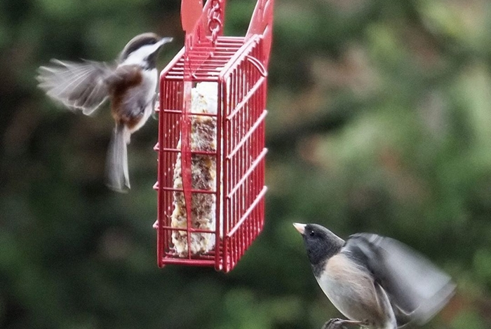 Backyard Birds & Critters