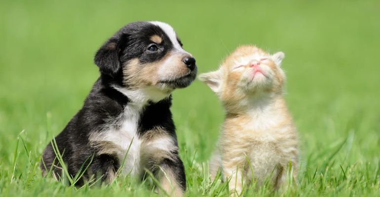 Pets