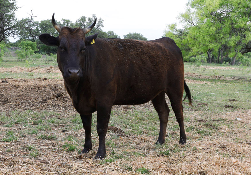 Black Fullblood Wagyu Bulls