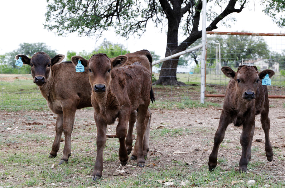 Live Animals For Sale