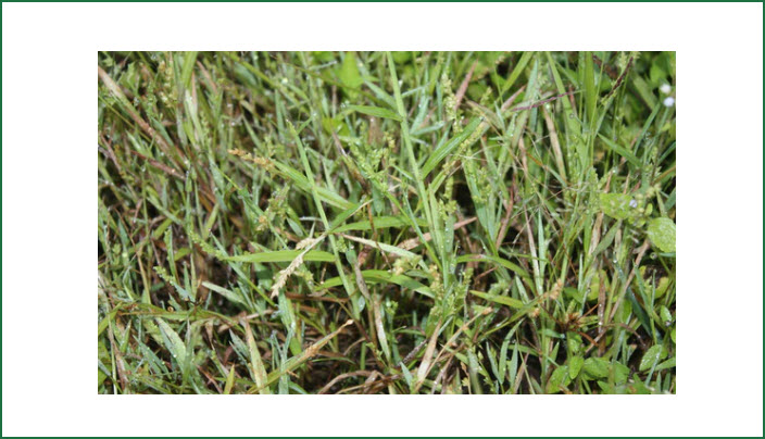 Brown Top Millet Seed
