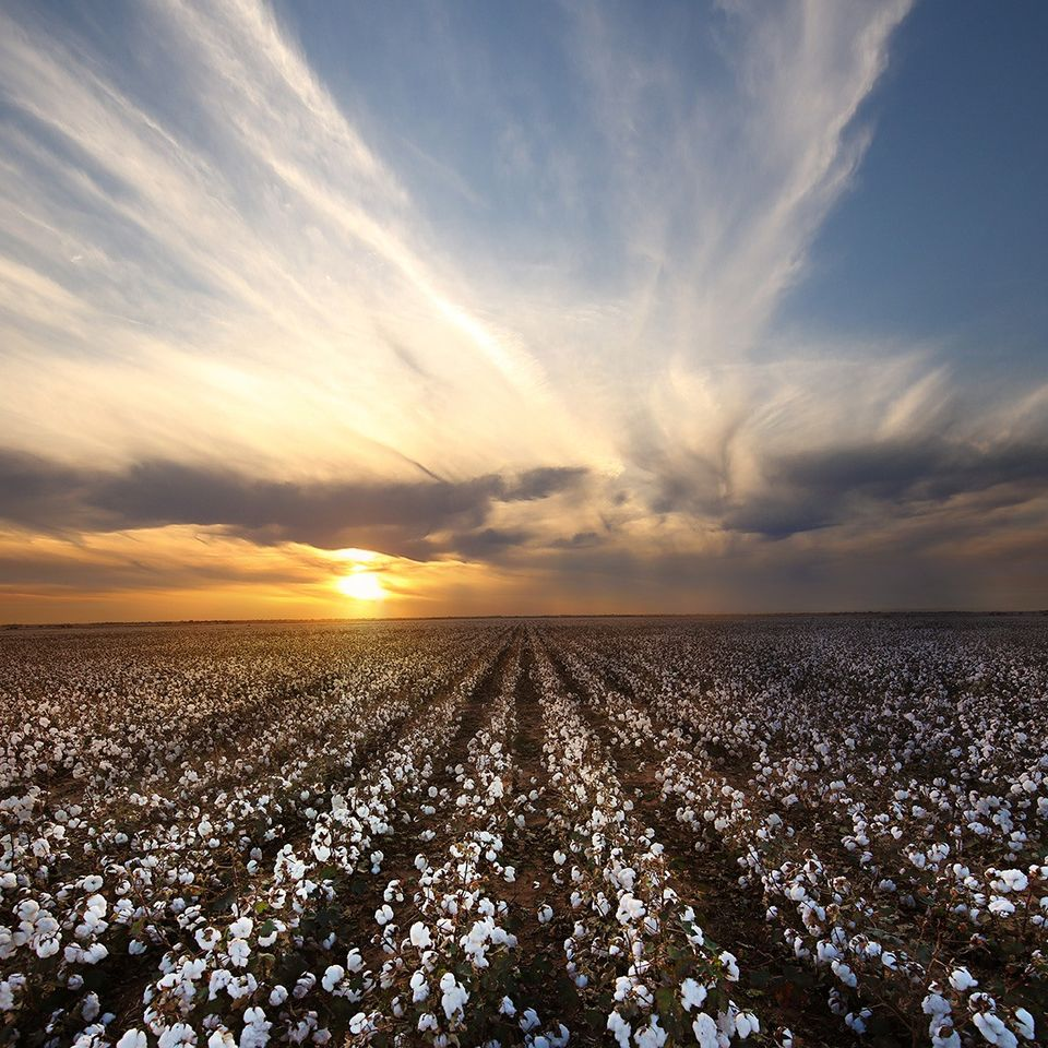 Crop Insurance