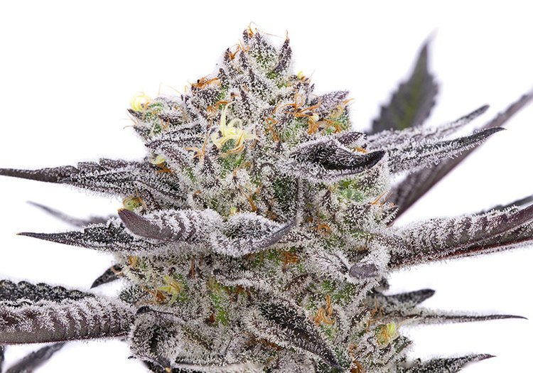 About Premium Genetics