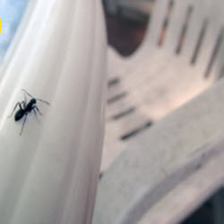 Carpenter Ants