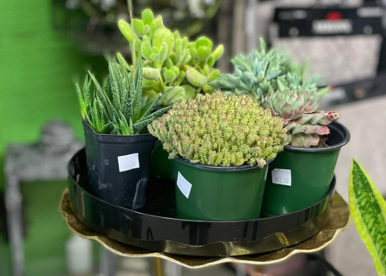 Succulent